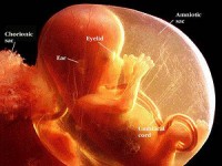fat-inconjurat-de-lichid-amniotic