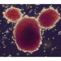 embryonic-stem-cells Celulele Stem