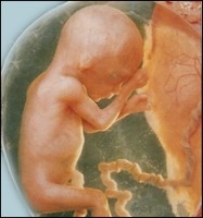 pregnancy-week13 Copilul in saptamana a 13-a