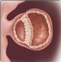 yourbaby_week4 Saptamana 4