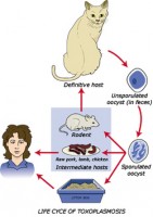 ciclu-toxoplasmoza