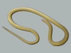 Limbricii – paraziti intestinali