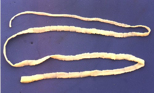 Tenia – paraziti intestinali