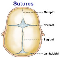 suturi-craniene