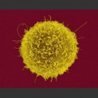 celula-hematopoietica