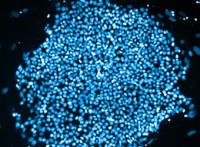 colonie-de-celule-stem-embrionice-umane