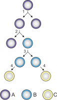 diviziunea-si-diferentierea-celulelor-stem