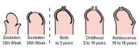 evolutie-pe-varste