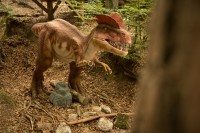 Dino Parc Rasnov